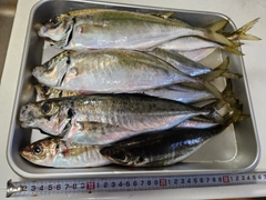 アジの釣果