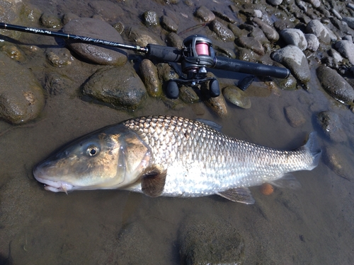 ニゴイの釣果