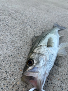 スズキの釣果