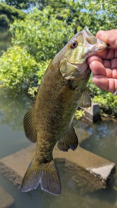 スモールマウスバスの釣果