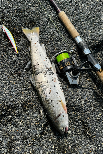 アメマスの釣果