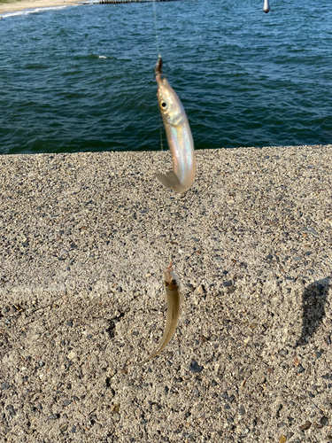 キスの釣果