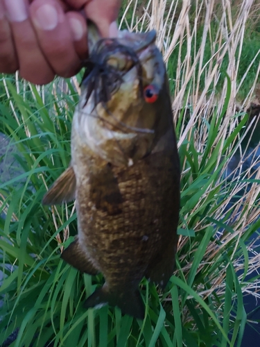 スモールマウスバスの釣果