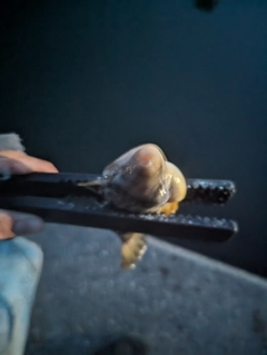 ショウサイフグの釣果