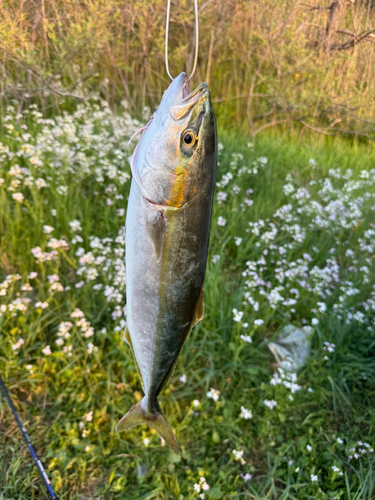 イナダの釣果