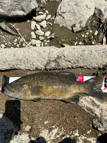 スモールマウスバスの釣果