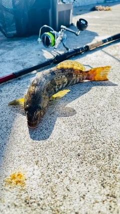 アイナメの釣果