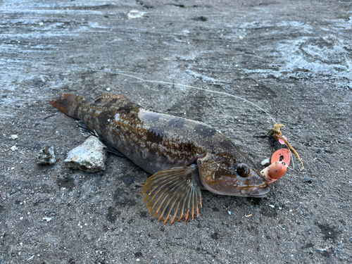 アイナメの釣果