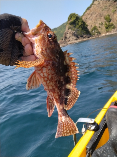 カサゴの釣果