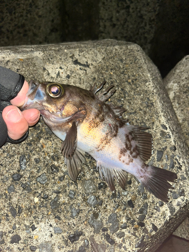 メバルの釣果