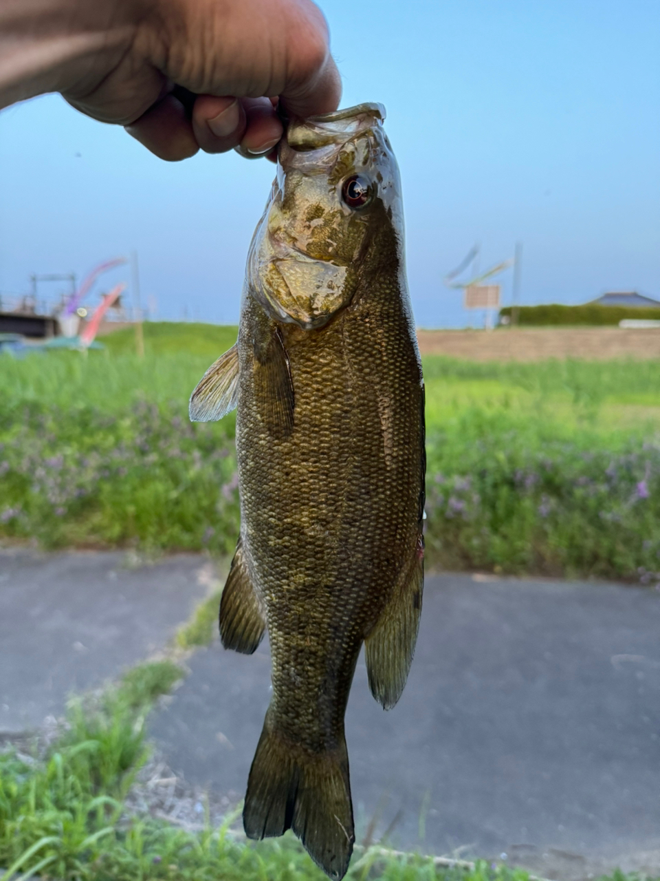 スモールマウスバス