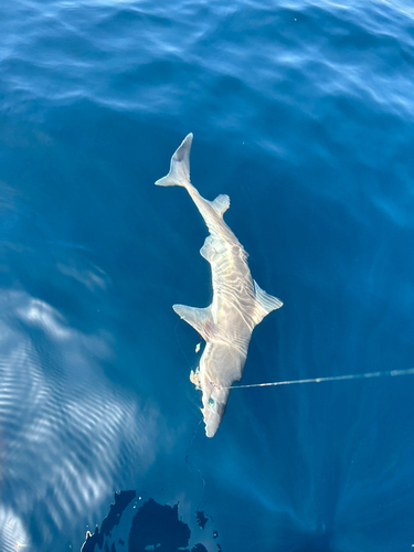 サメの釣果