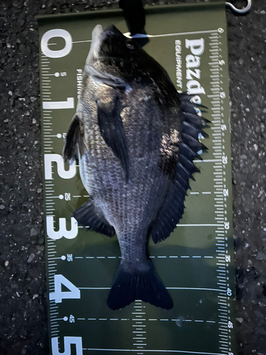 クロダイの釣果