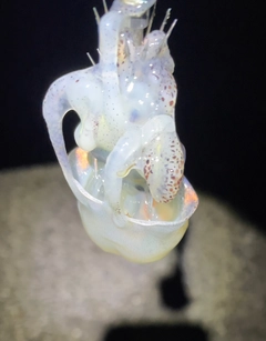 ミミイカの釣果