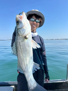 スズキの釣果