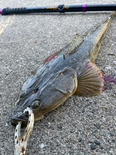 マゴチの釣果