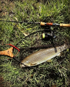ブラウントラウトの釣果
