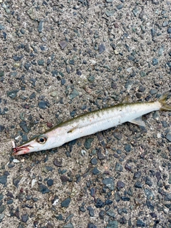 タイワンカマスの釣果