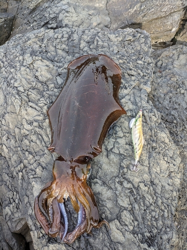 アオリイカの釣果