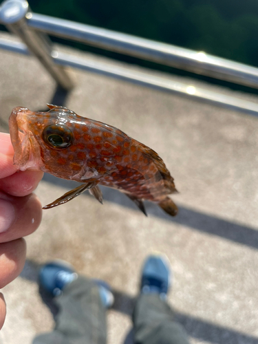 アコウの釣果