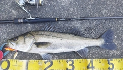 シーバスの釣果
