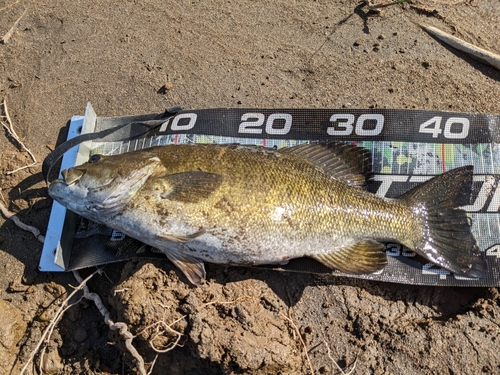 スモールマウスバスの釣果