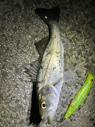 セイゴ（マルスズキ）の釣果