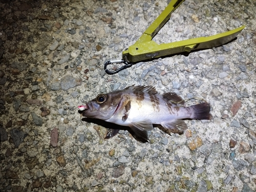 タケノコメバルの釣果