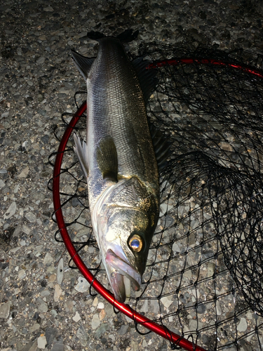 セイゴ（マルスズキ）の釣果