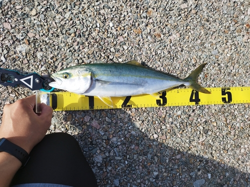 イナダの釣果