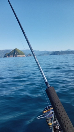 イトヨリダイの釣果