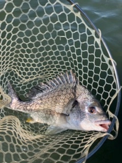 キビレの釣果