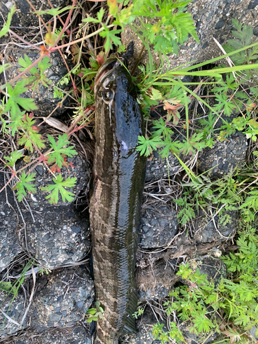 ライギョの釣果