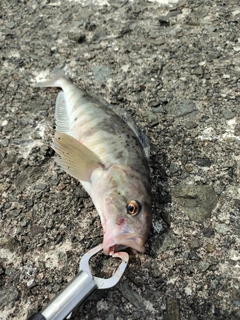 ホッケの釣果