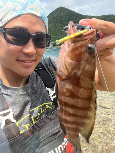 ヤミハタの釣果