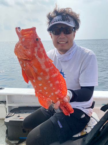 アザハタの釣果