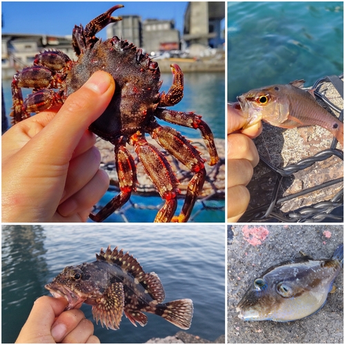 カニの釣果