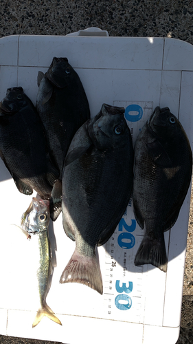 マイワシが釣れてるエリア - アングラーズ | 釣果500万件の魚釣り情報サイト