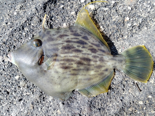 カワハギの釣果