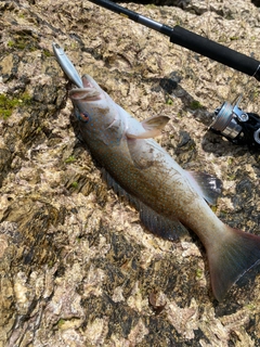 スジアラの釣果