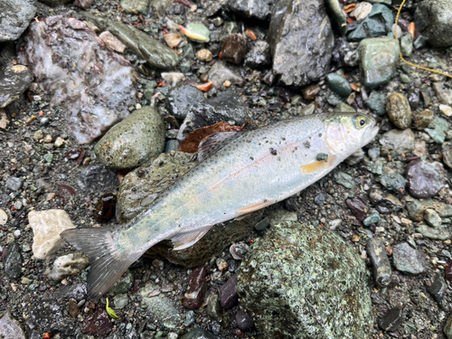 ニジマスの釣果