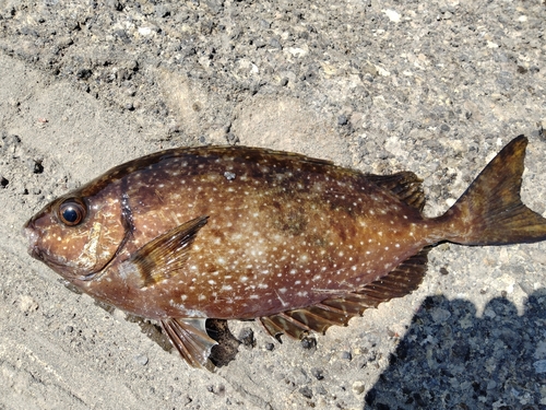 アイゴの釣果