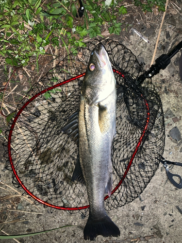 セイゴ（マルスズキ）の釣果