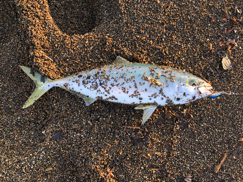 イナダの釣果