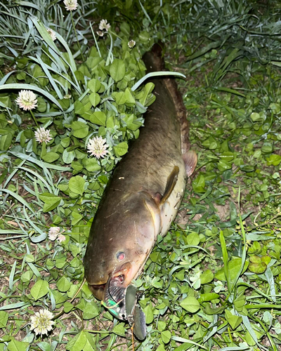 ナマズの釣果