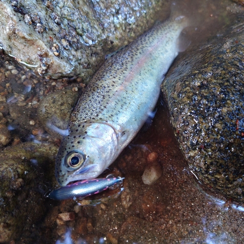 ニジマスの釣果