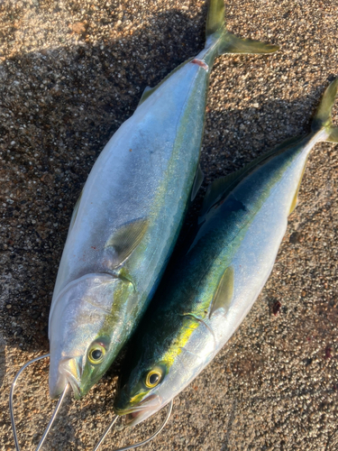 ツバイソの釣果