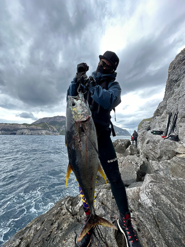 キハダマグロの釣果