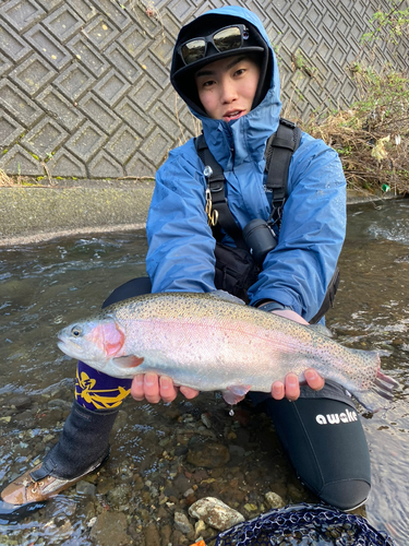 レインボートラウトの釣果