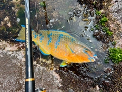 アオブダイの釣果